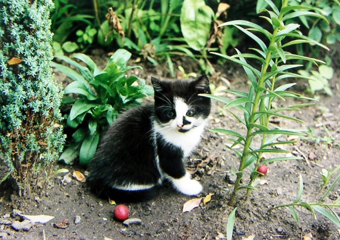 O czym myśli mały kotek? - zdjęcia z Chin