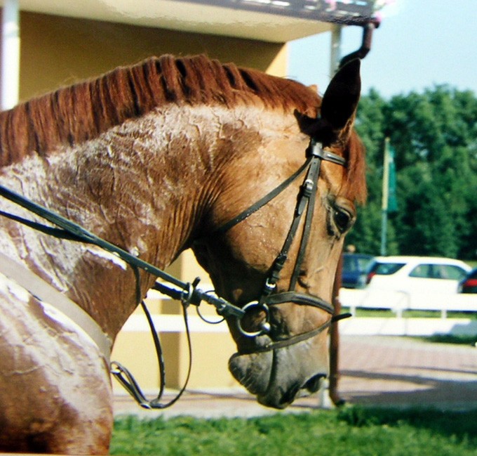 Portret konia - zdjęcia z Chin