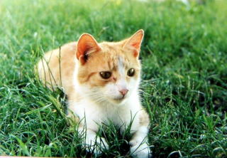 Ulubiony kotek - Rudasek