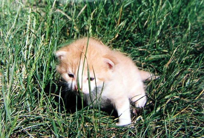 Kocia bezradność - zdjęcia z Chin