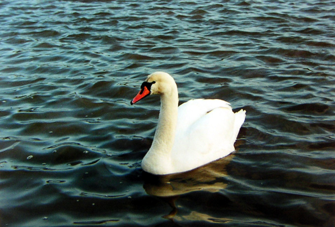 Wrocławskie łabędzie - zdjęcia z Chin