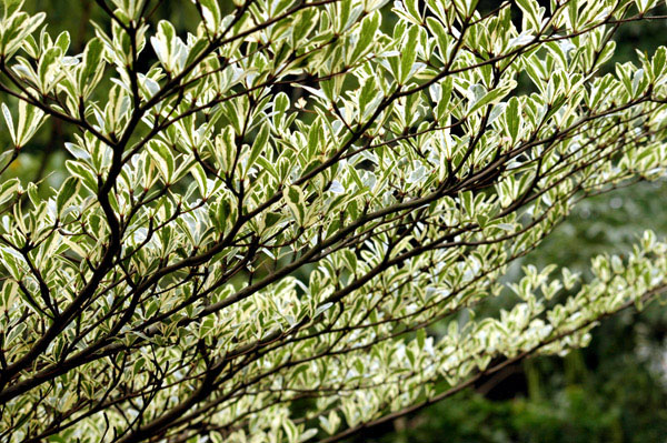 Liściasty sufit - zdjęcia z Chin