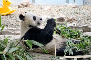 Chińska panda w Chimelong Safari Park