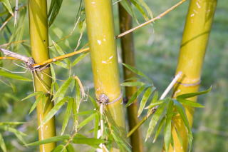 Bambus - zbliżenie