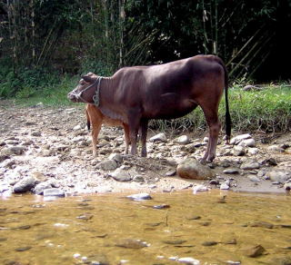 Bawoły czy krowy jakieś