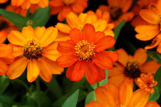 Pomarańczowy deseń