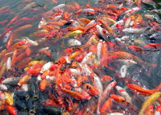 Złota rybka dla każdego