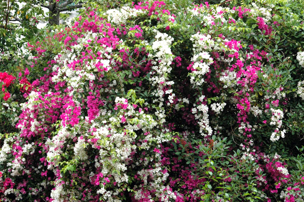 Multikolorowe krzewy - zdjęcia z Chin