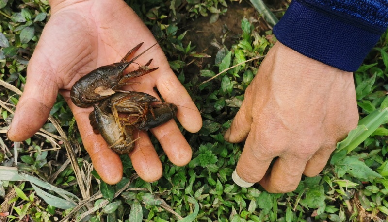 Chińskie raczki - przysmak - zdjęcia z Chin