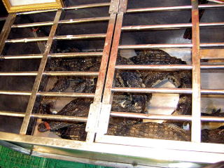 Krokodyl w restauracji