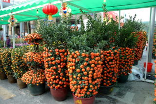 Drzewka mandarynkowe