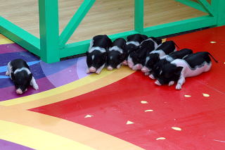 Małe świnki, rok świni